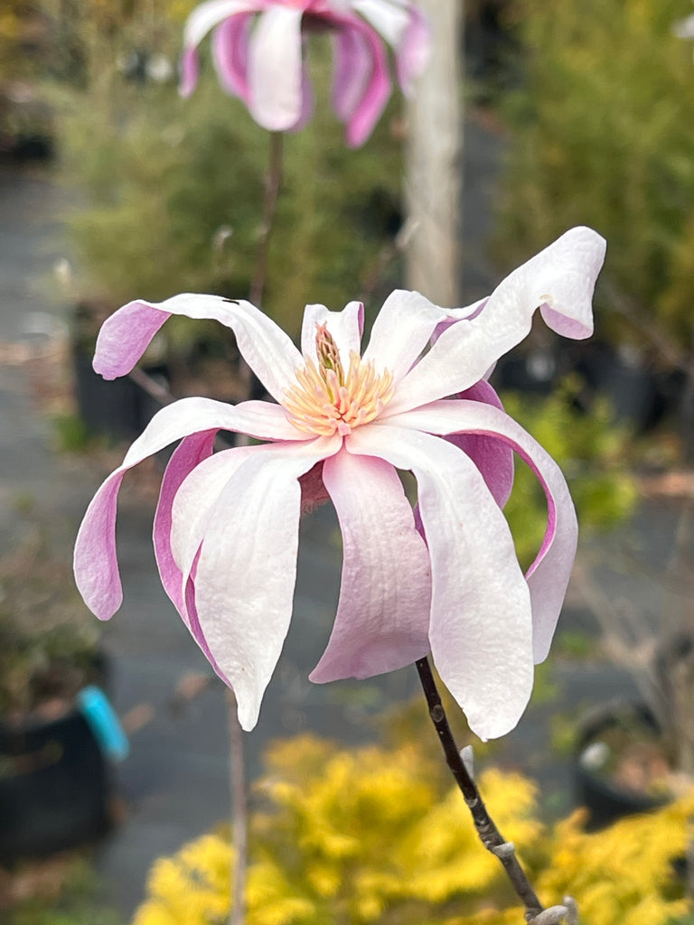 Leonard Messel Magnolia Tree