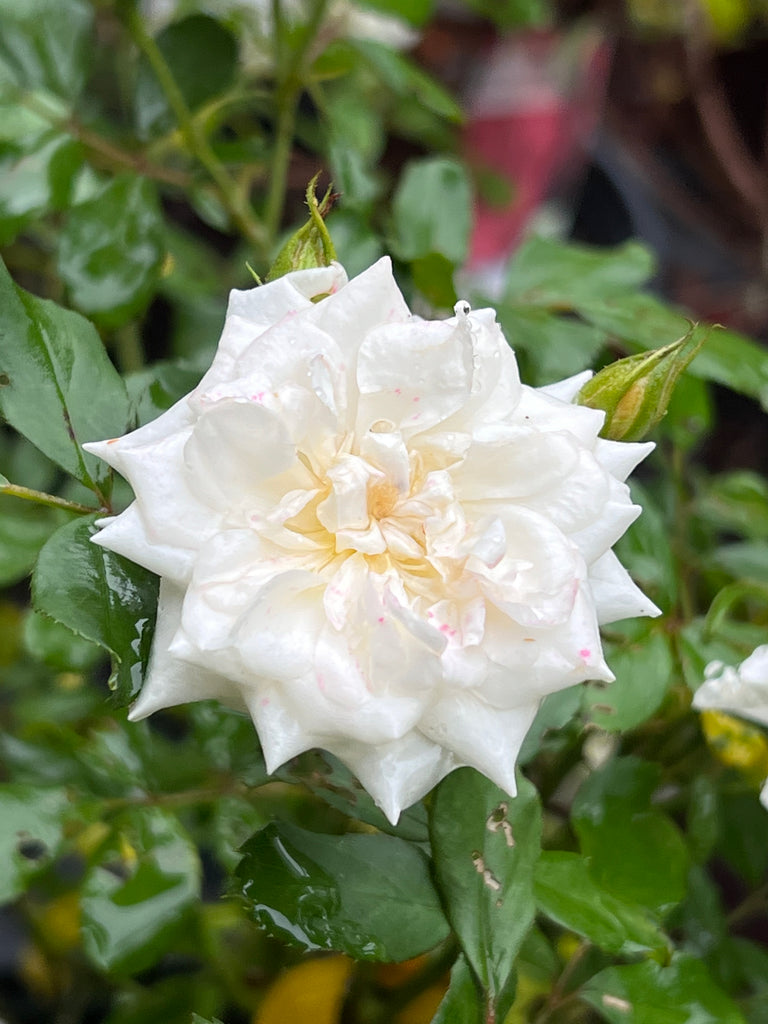 White Drift Rose