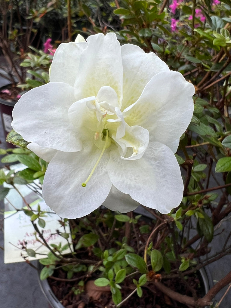 Autumn Moonlight Encore Azalea