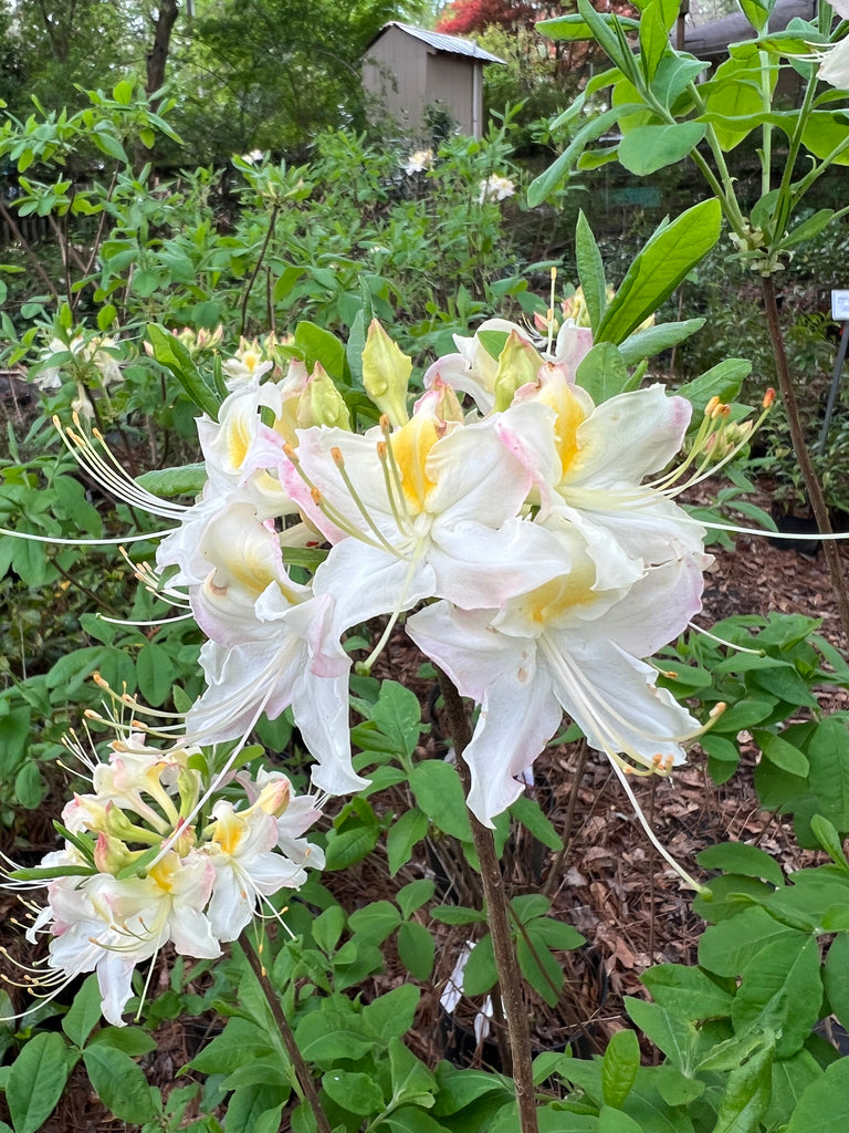 Darlin's Dream Azalea