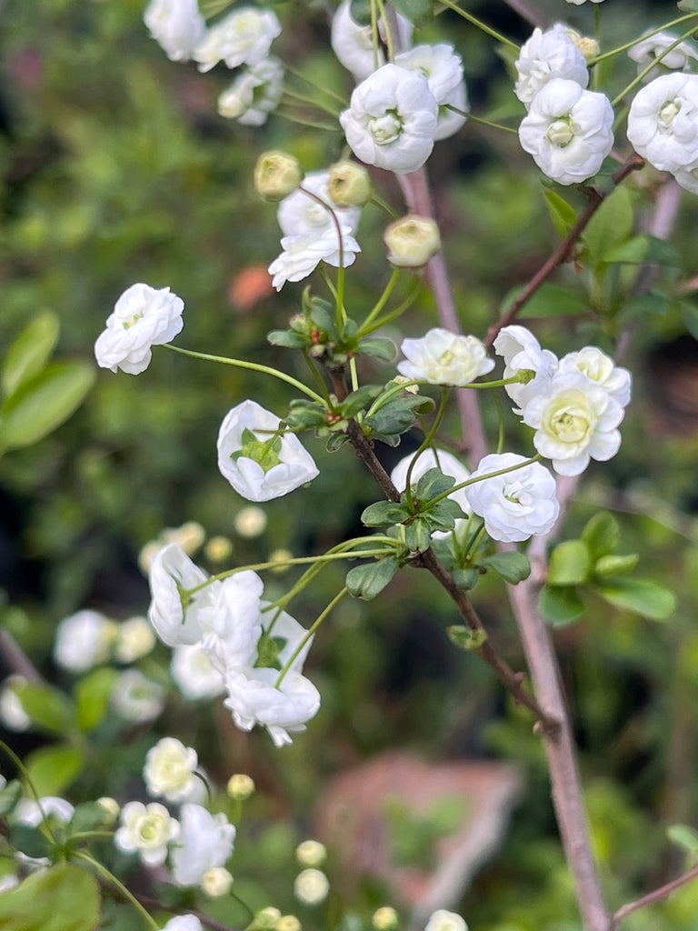 Spirea Prunifolia