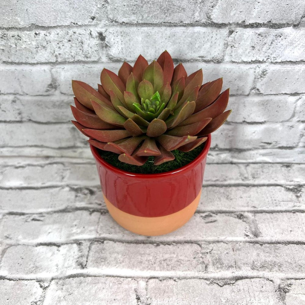 Gorgeous Succulents in Ceramic Pot