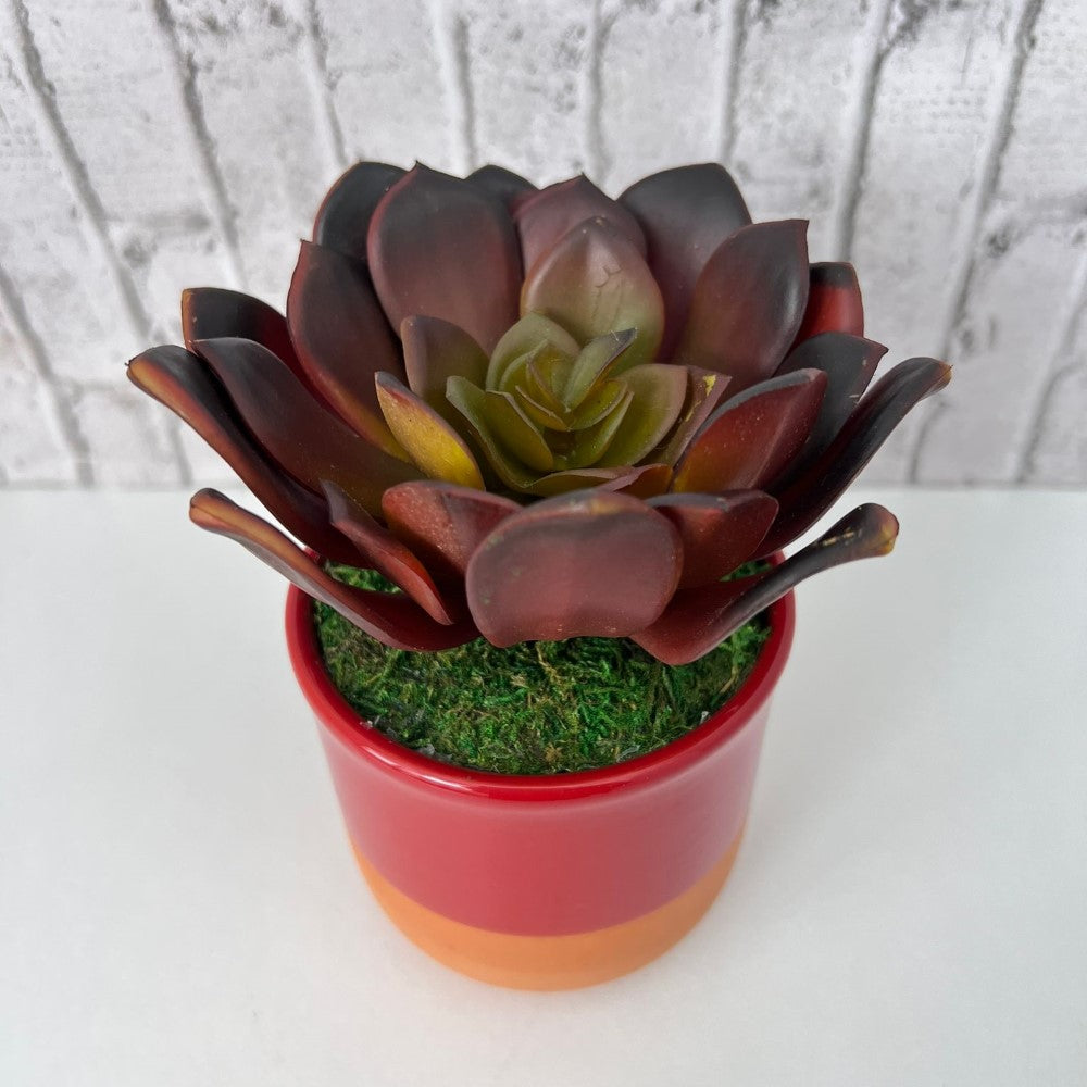 Cute Echeveria Red Succulent in Ceramic Pot - Artificial