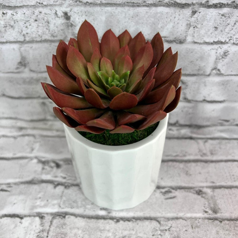 Gorgeous Succulents in Ceramic Pot