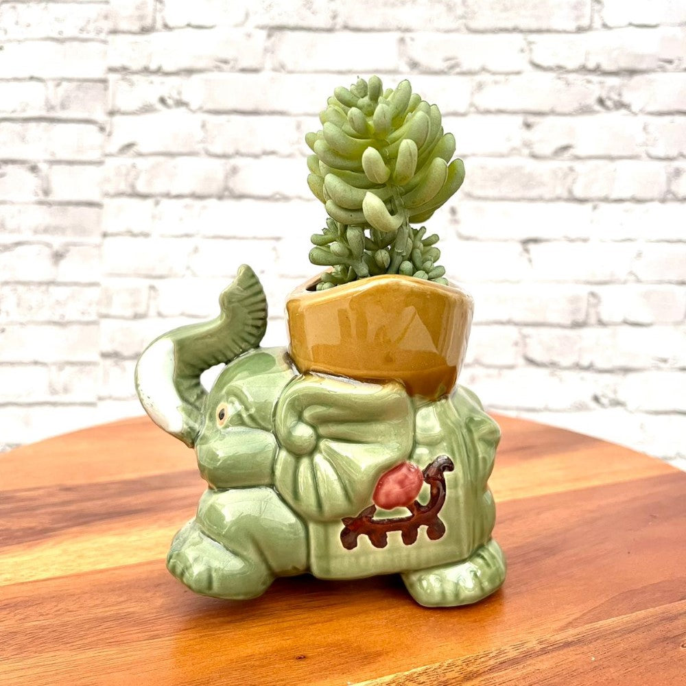 Beautiful Mini Green Succulent-Artificial