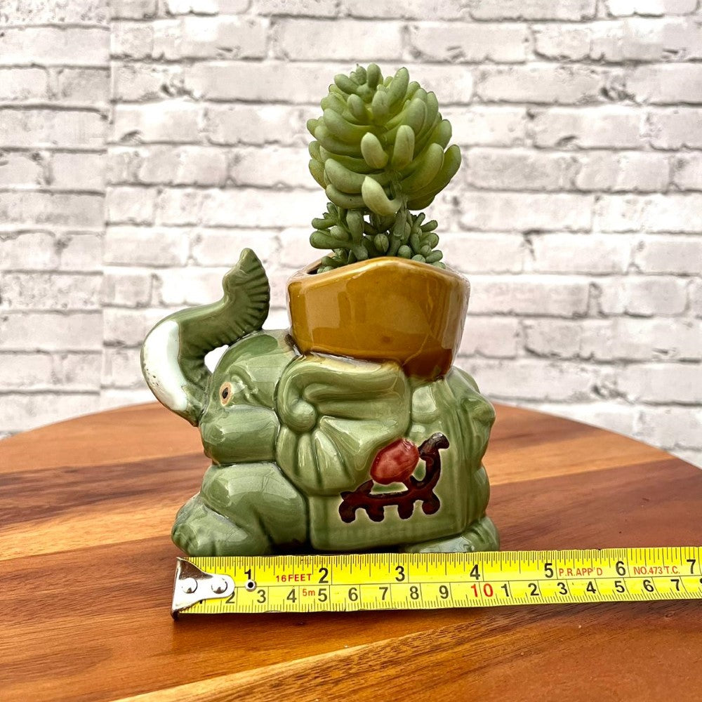 Beautiful Mini Green Succulent-Artificial