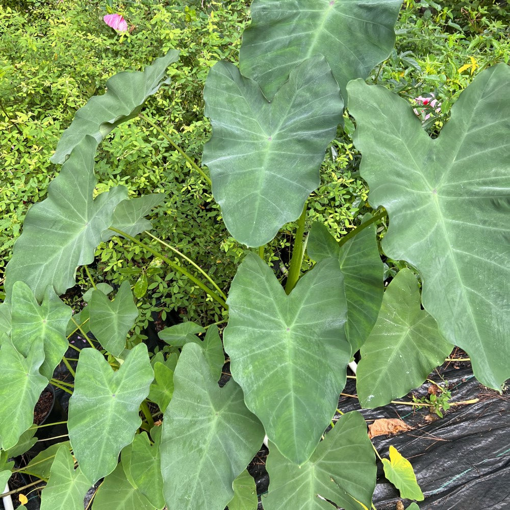 Elephant Ear