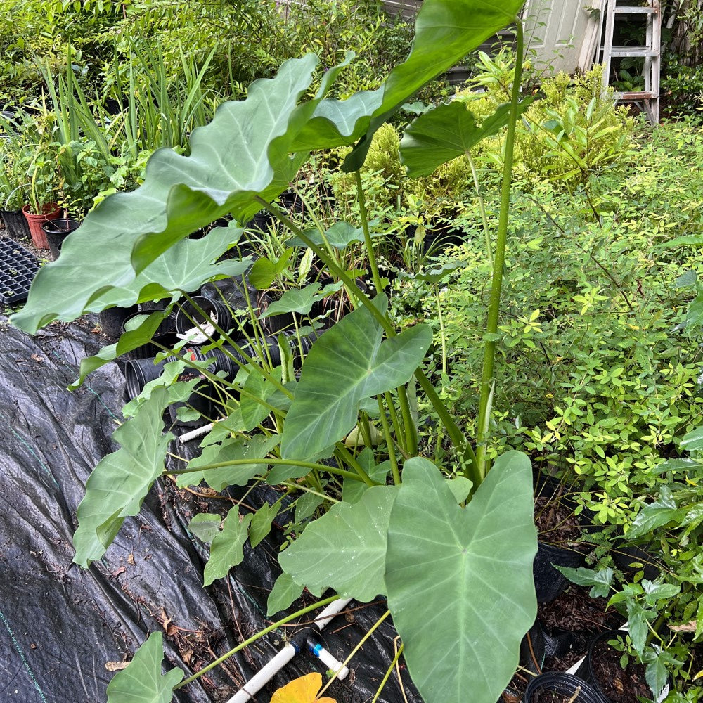 Elephant Ear