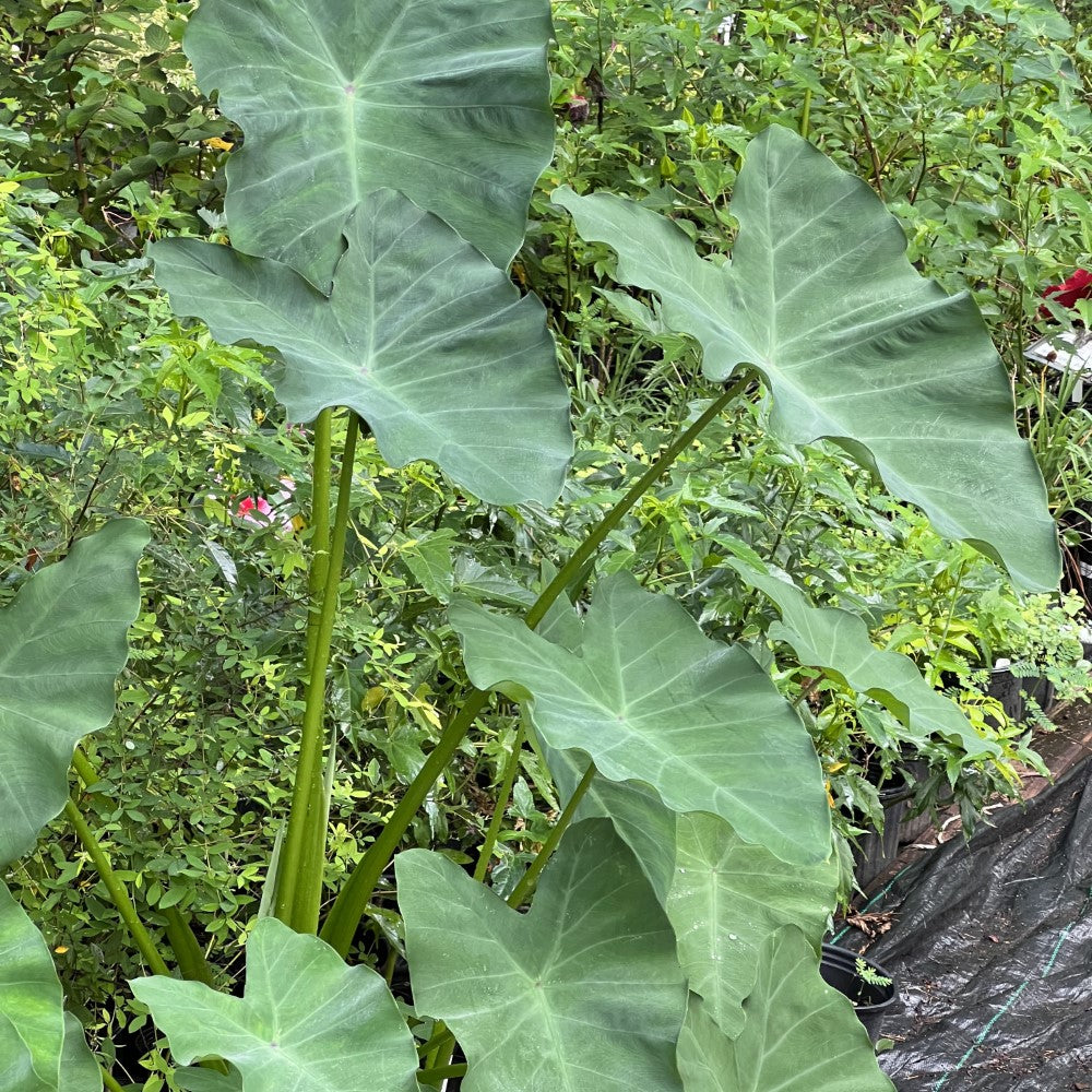 Elephant Ear