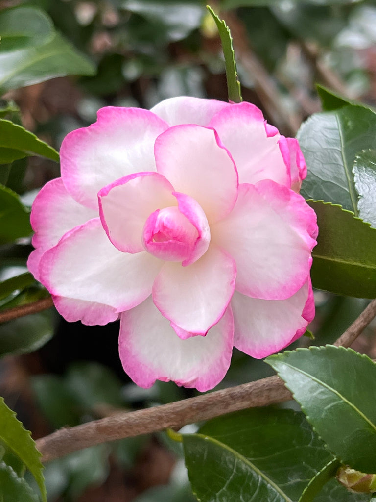 Bob's Supreme Camellia