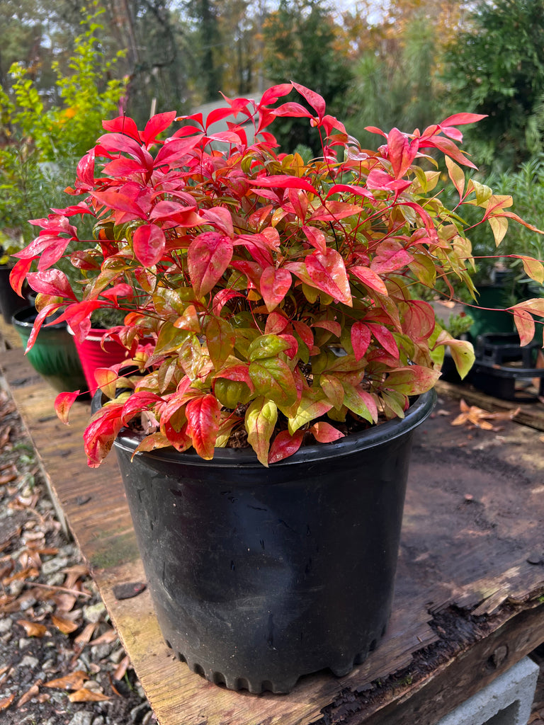 Nandina Firepower