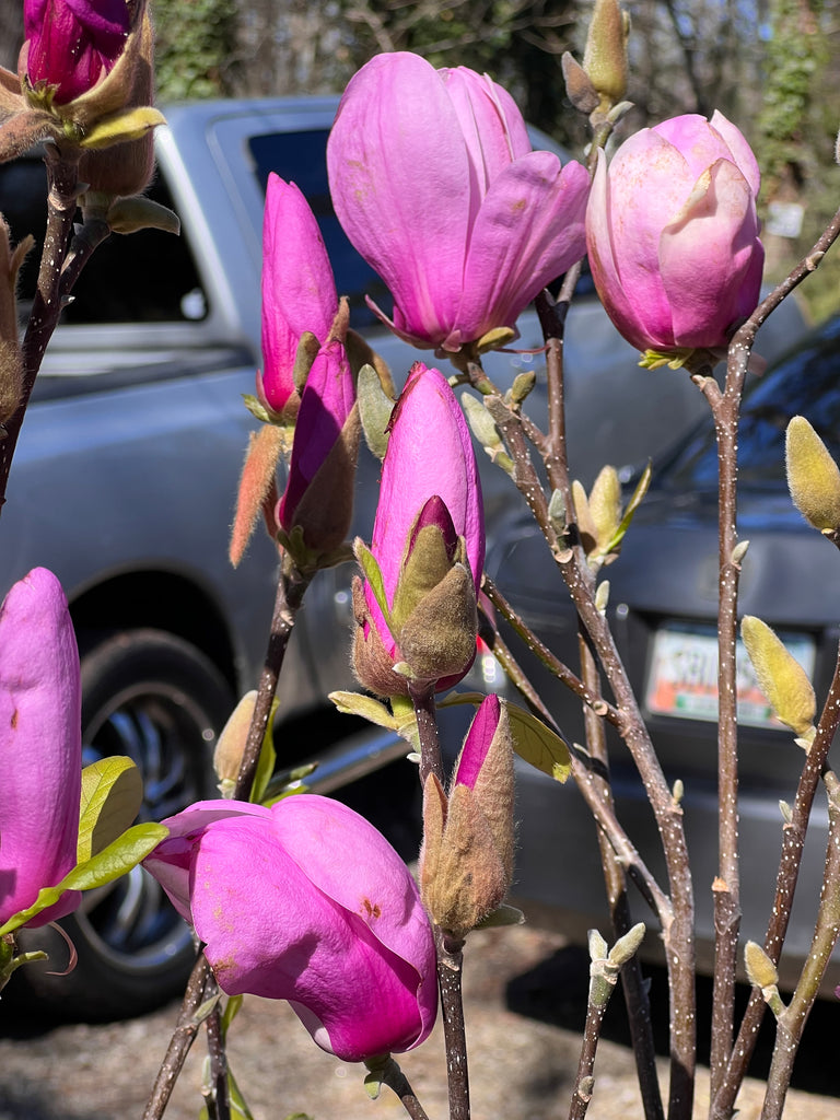 Jane Magnolia Tree