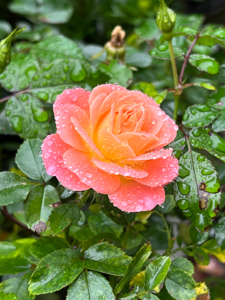 Peach Drift Rose