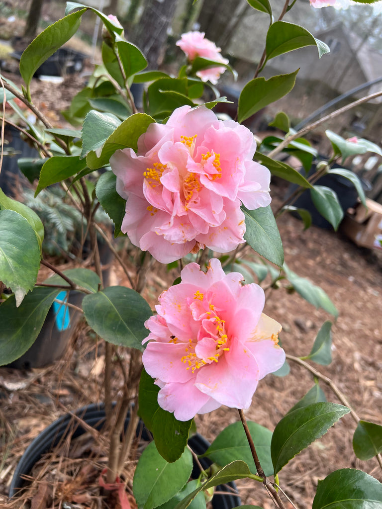 King's Ransom Camellia