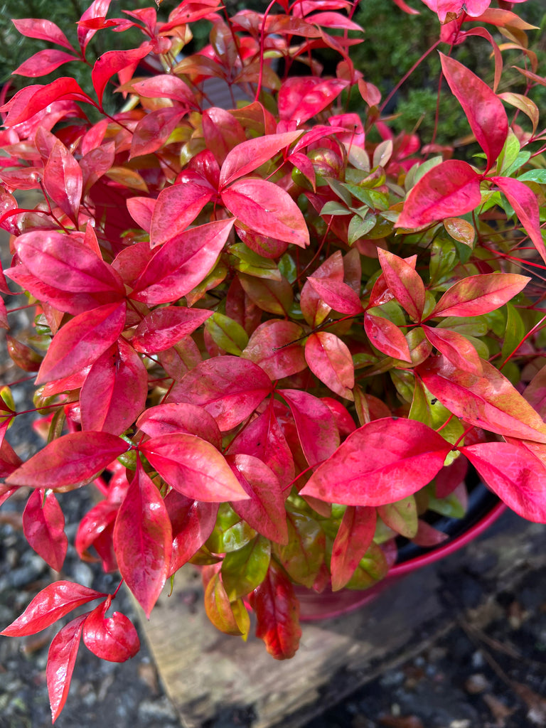 Nandina Firepower