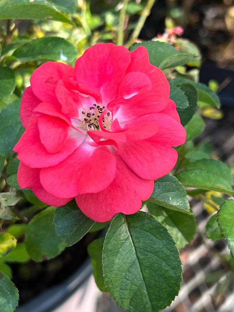 Coral Drift Rose