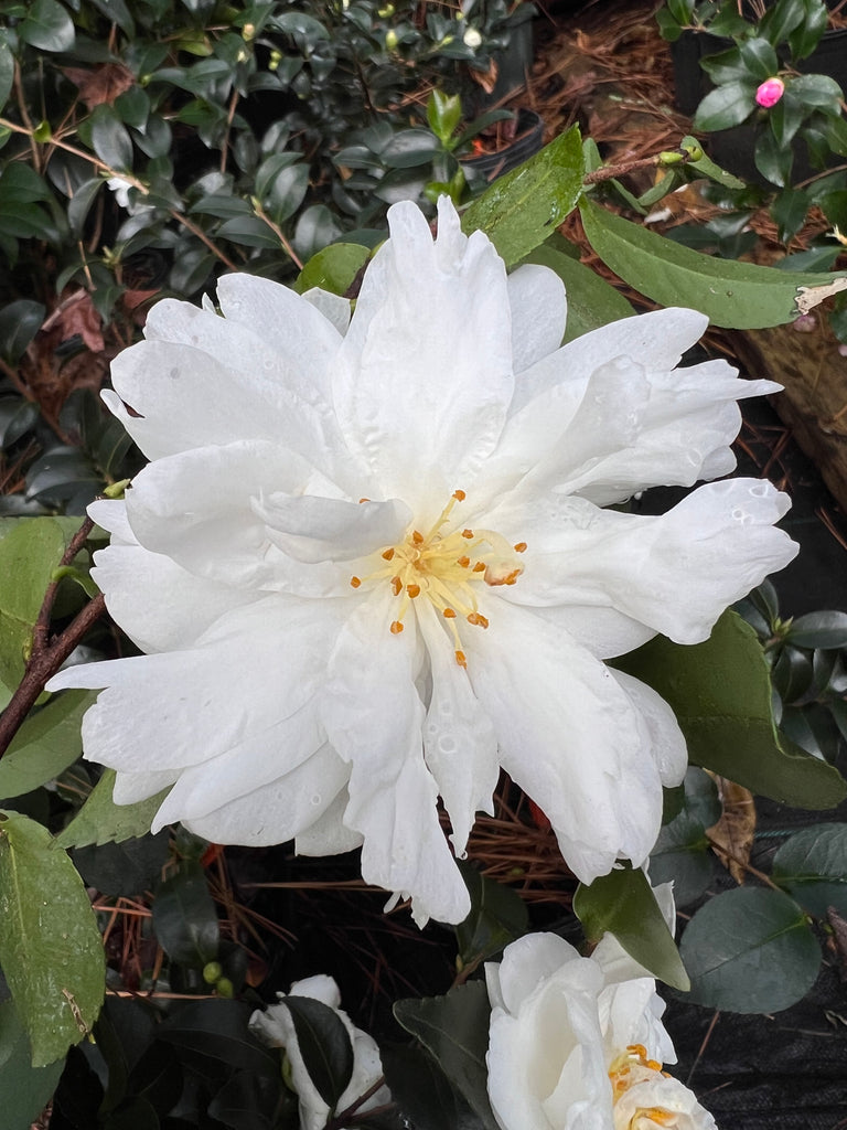 Mine-No-Yuki Camellia-Elegant Snow