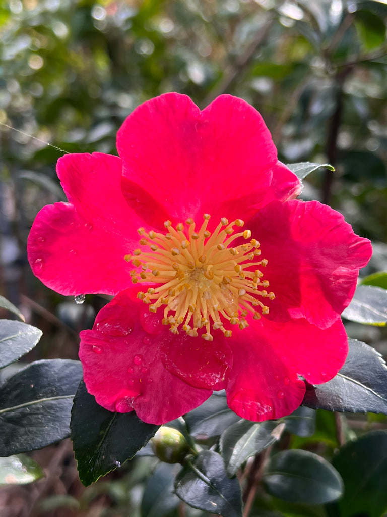 Camellia Yuletide-Brilliant Red Blooms with Yellow Center