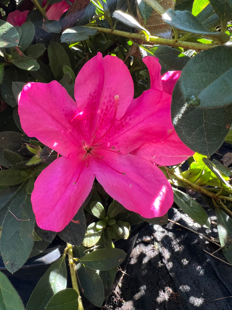 Autumn Sangria Encore Azalea