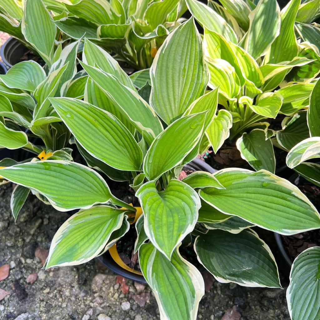 Francee hosta