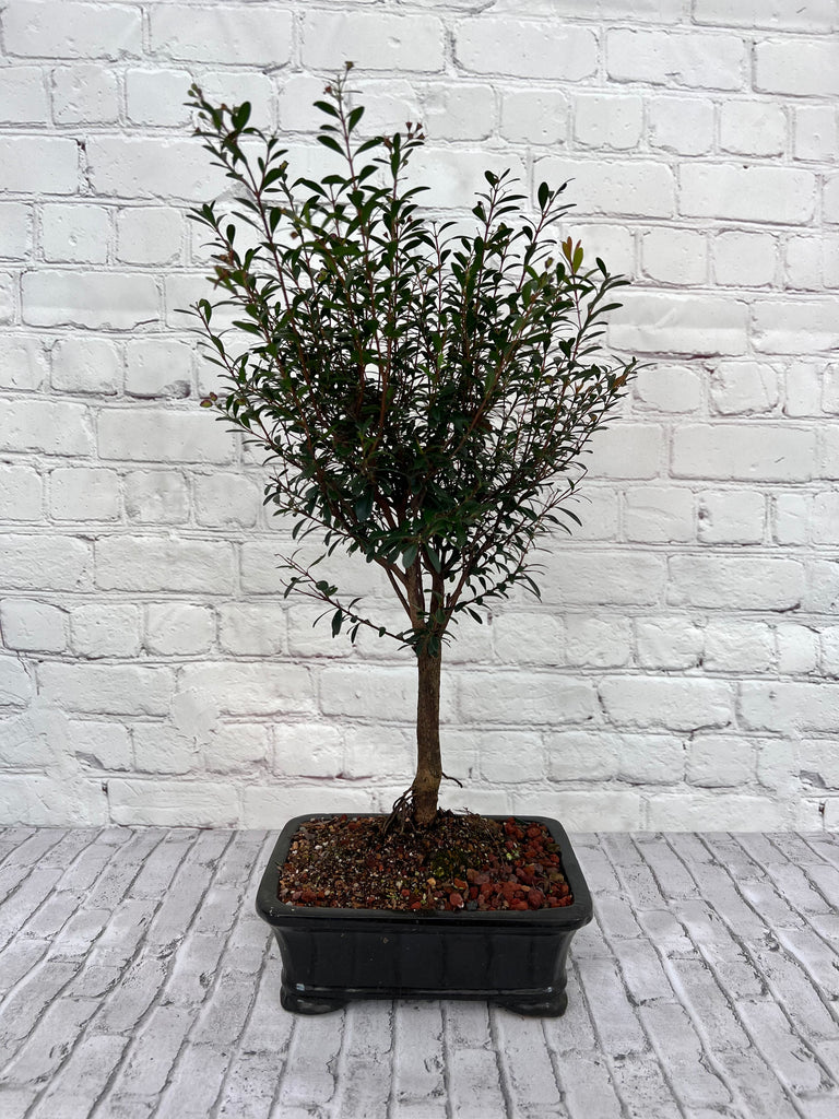 Live Plant Bonsai Syzygium Buxifolium