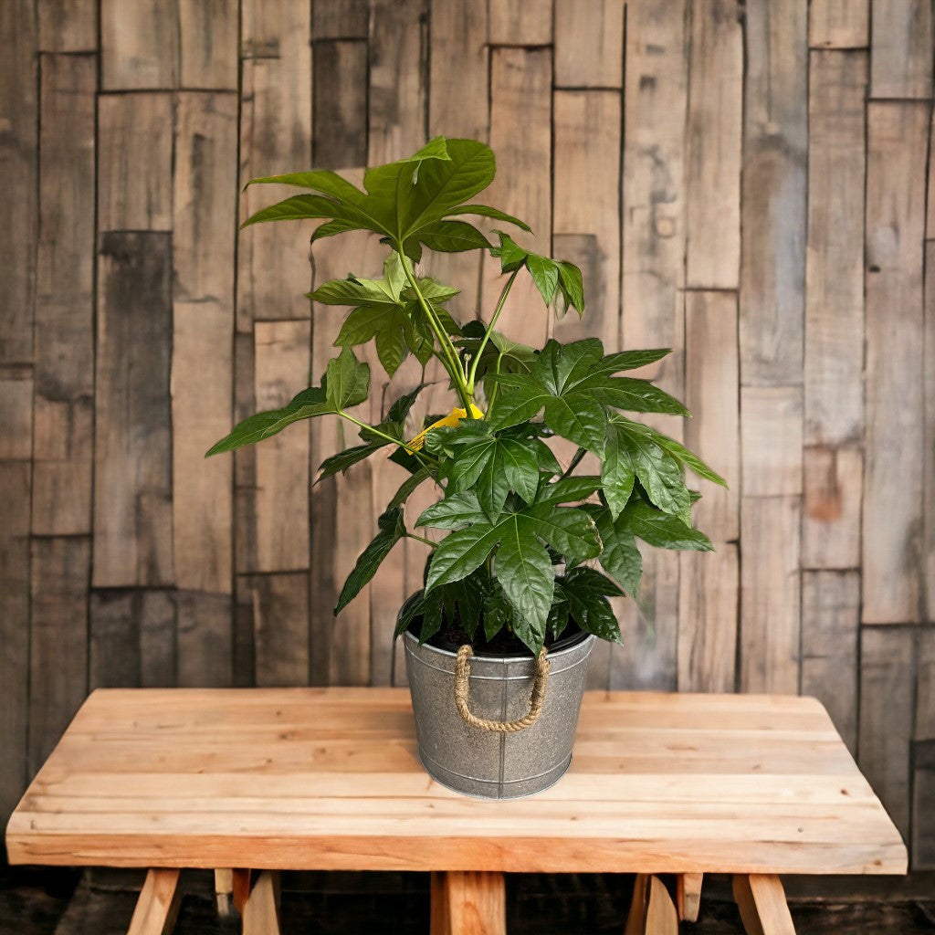 Alluring Pot/Planter with Happy Mother's Day Greeting card tag|Our planters are made of Galvanized Metal to make them heavy duty and durable. The pots are ideal to keep your nursery plants indoors and outdoors to enhance your home decor