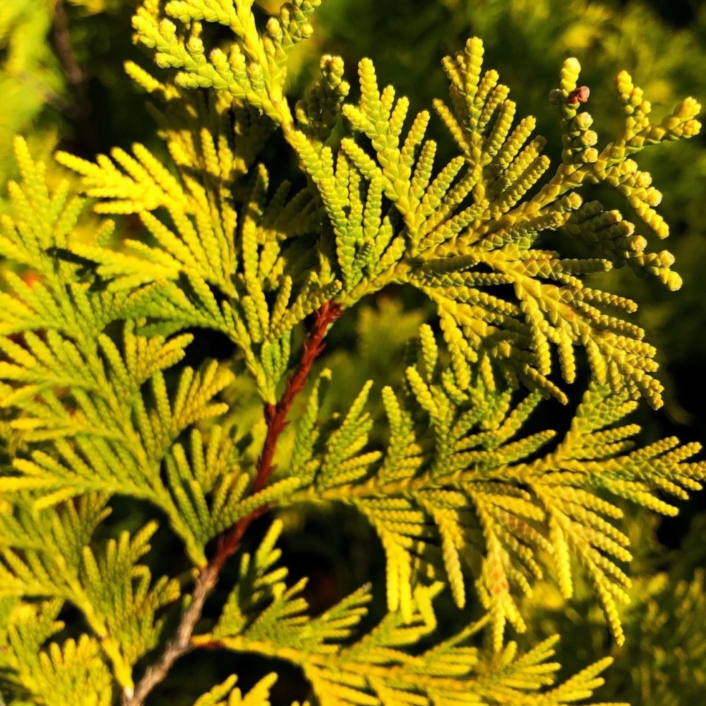 George Peabody Arborvitae