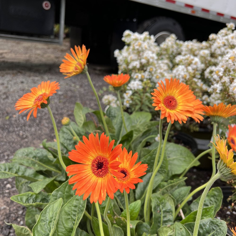 Gerbera Garvinea Sweet Sunset Daisy