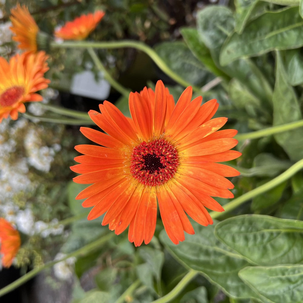 Gerbera Garvinea Sweet Sunset Daisy