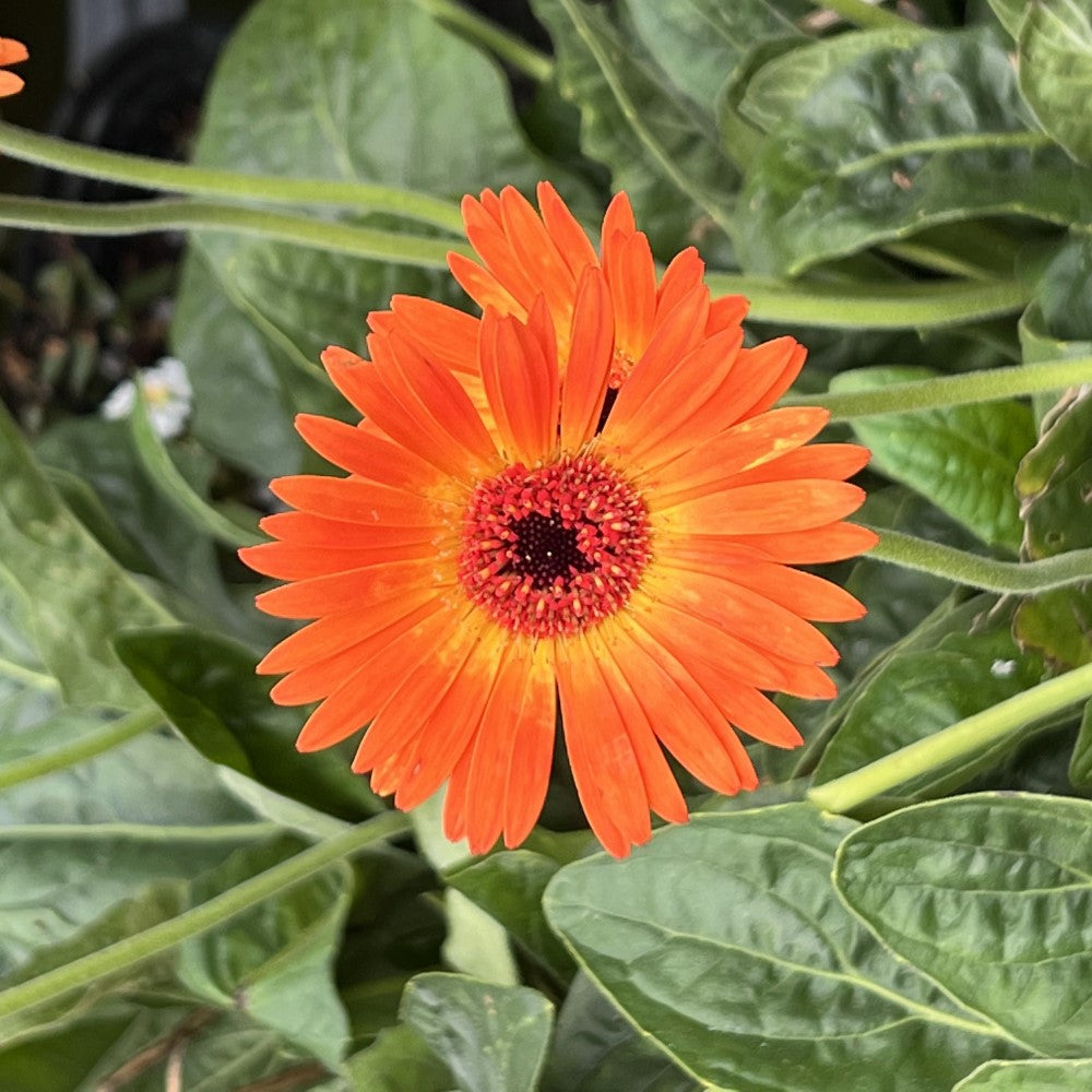 Gerbera Garvinea Sweet Sunset Daisy