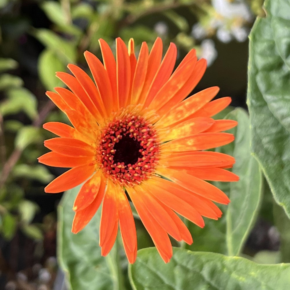 Gerbera Garvinea Sweet Sunset Daisy