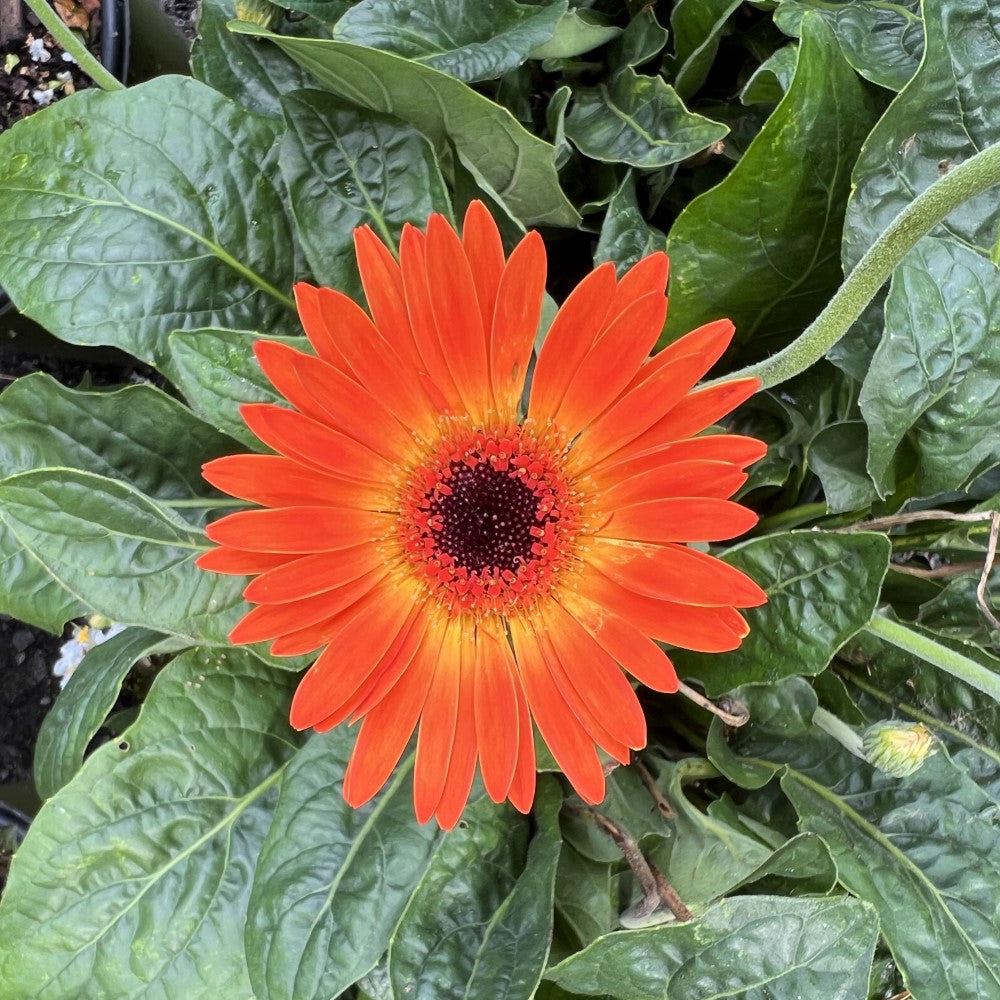 Gerbera Garvinea Sweet Sunset Daisy