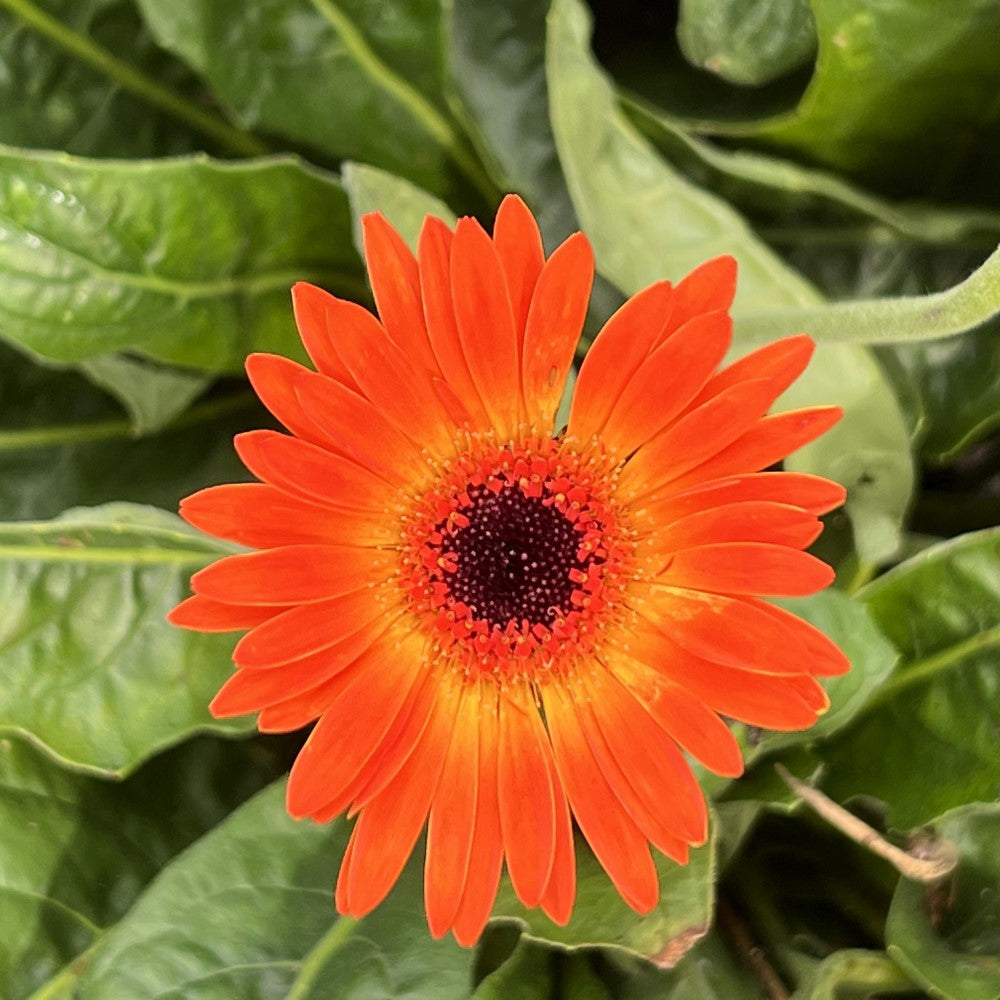 Gerbera Garvinea Sweet Sunset Daisy