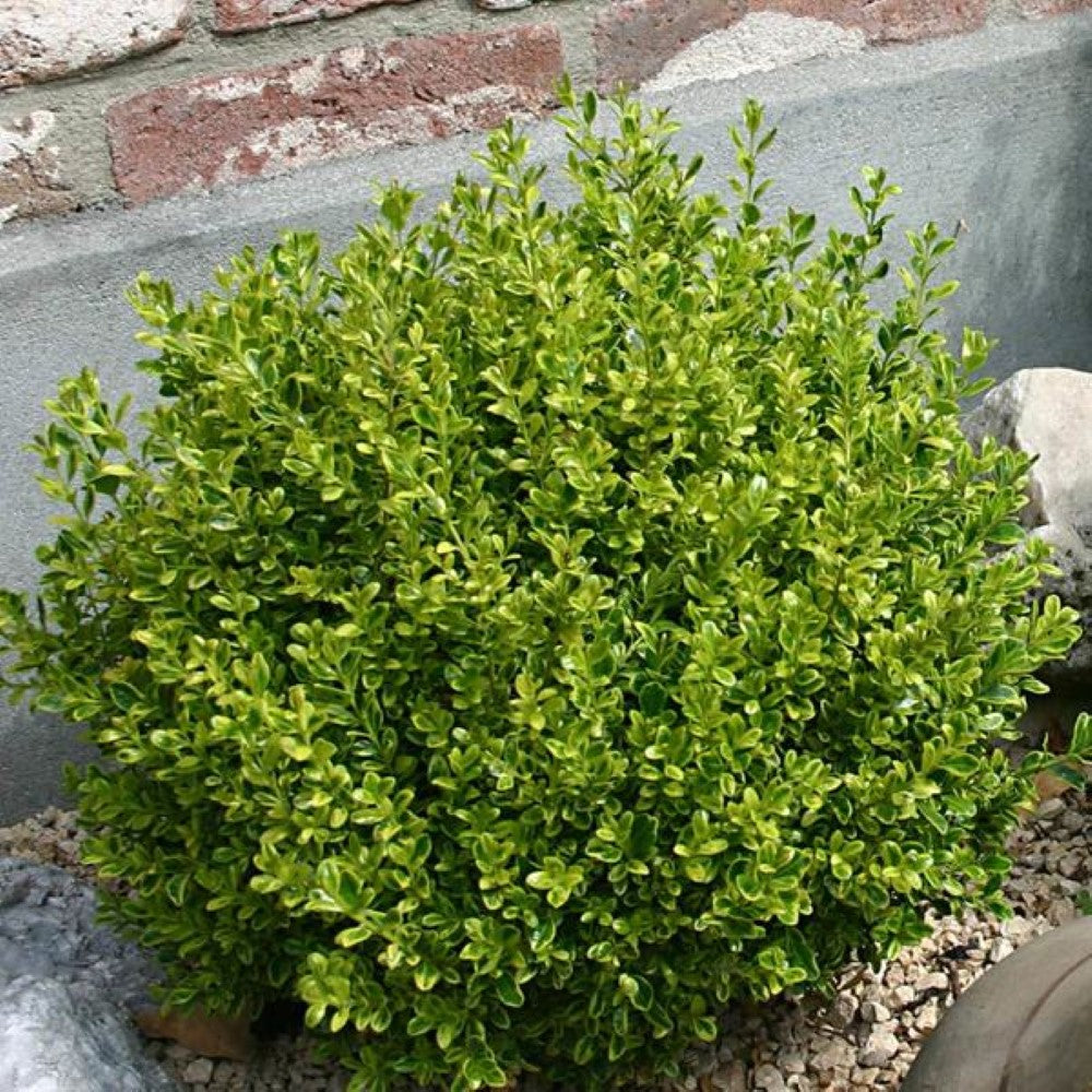 Golden Dream Buxus