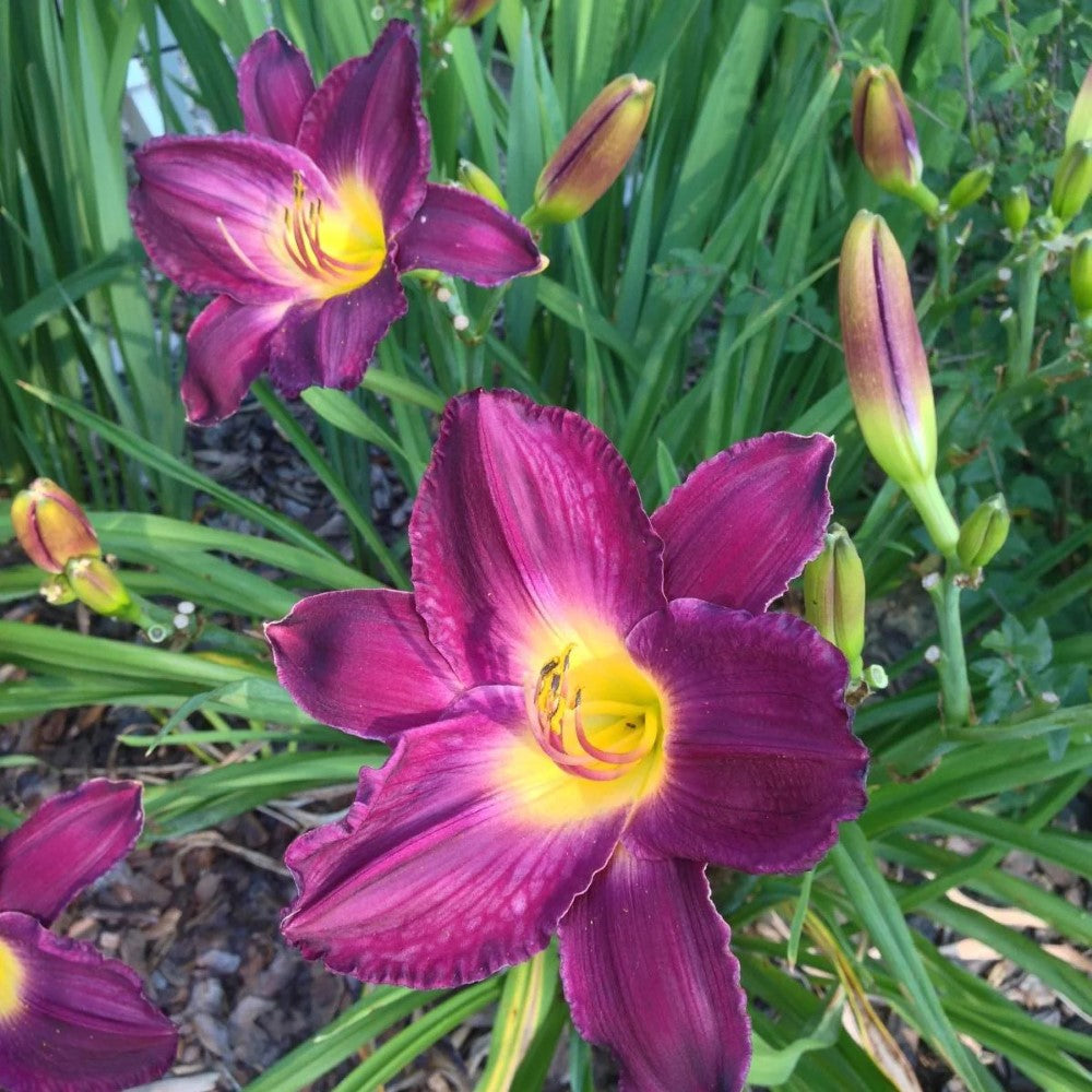 Grape Ripples Daylily