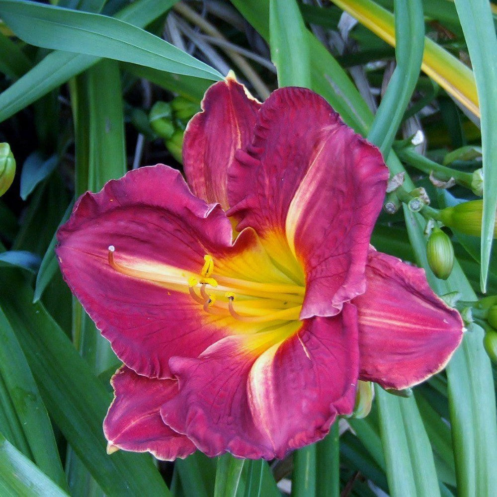 Grape Ripples Daylily