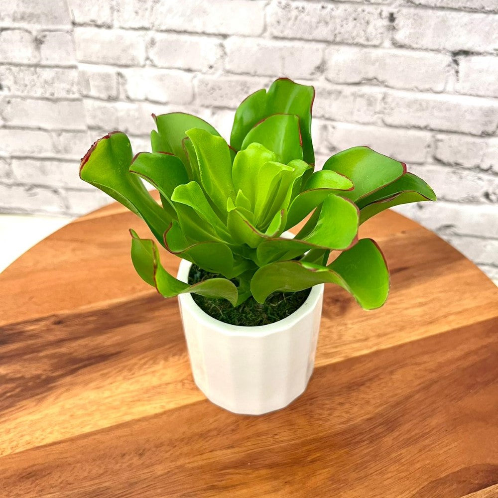 Stunning Artificial Plant with Ceramic Pot