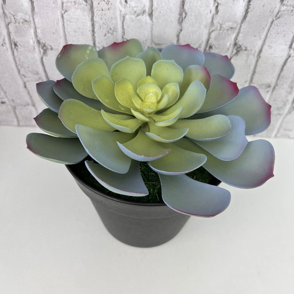 Gorgeous Echeveria in Color of Your Choice - Artificial