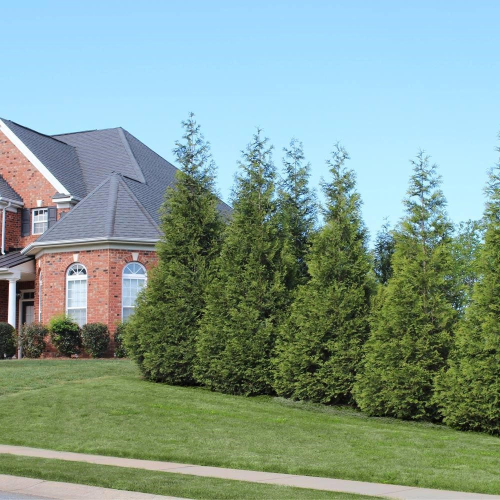 Green Giant Thuja Christmas Tree