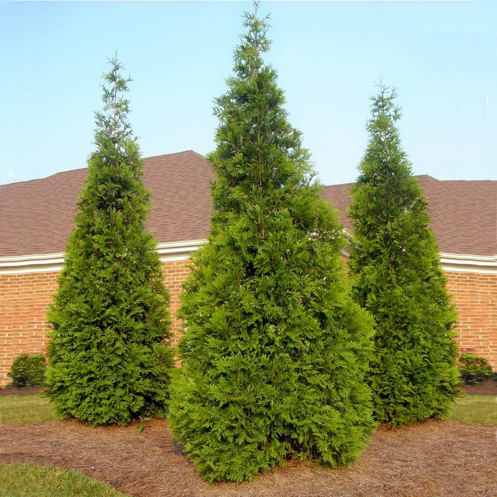 Green Giant Thuja Christmas Tree