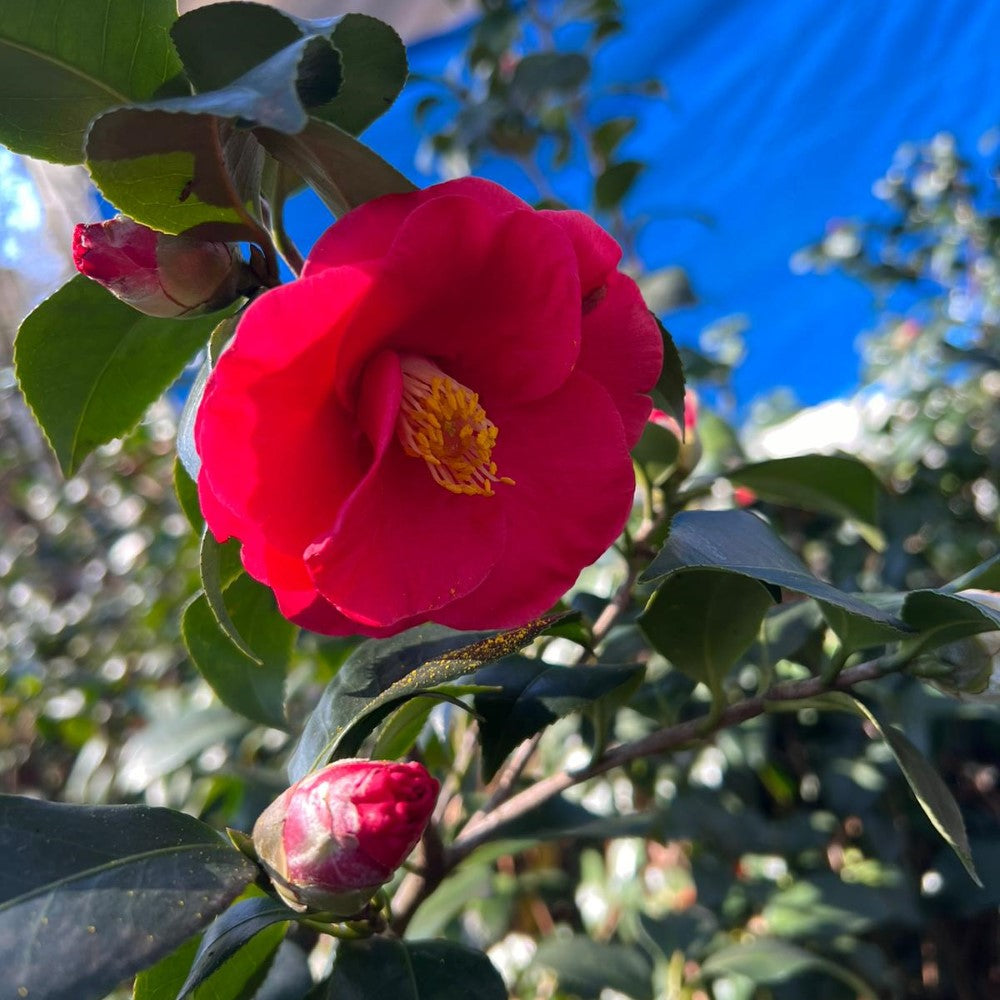 Greensboro Red Camellia