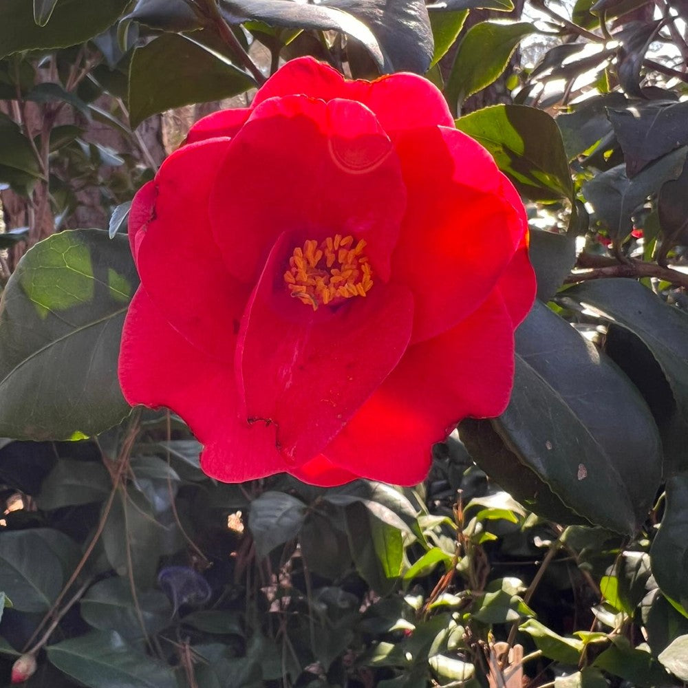 Greensboro Red Camellia