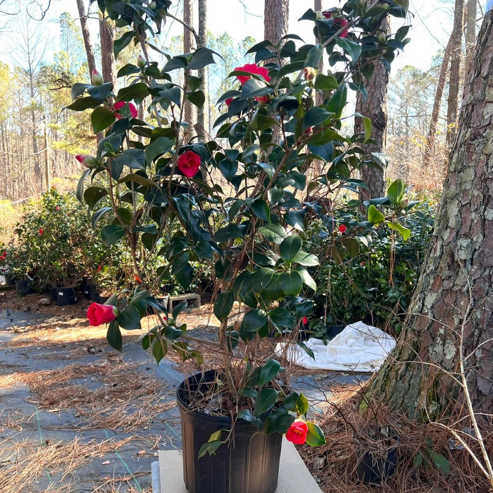 Greensboro Red Camellia