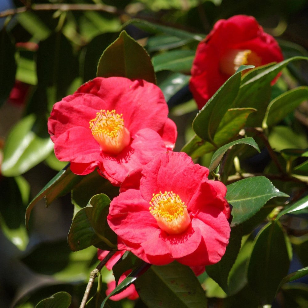 Gunsmoke Camellia