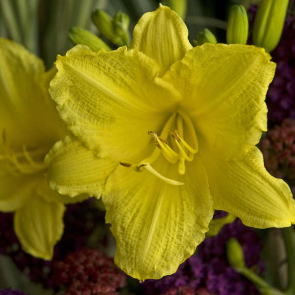 Happy Returns Daylily