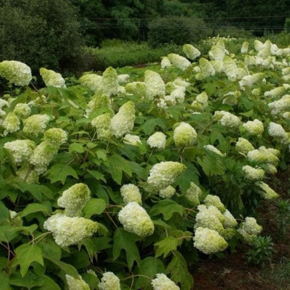 Harmony Oakleaf Hydrangea