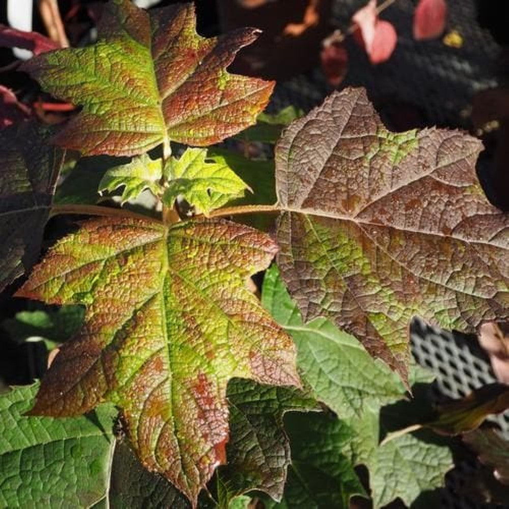 Harmony Oakleaf Hydrangea