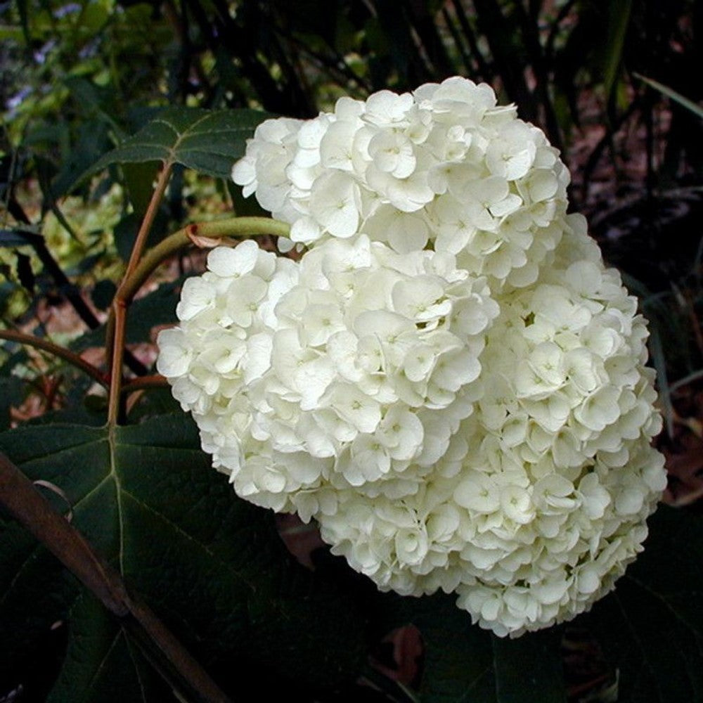 Harmony Oakleaf Hydrangea