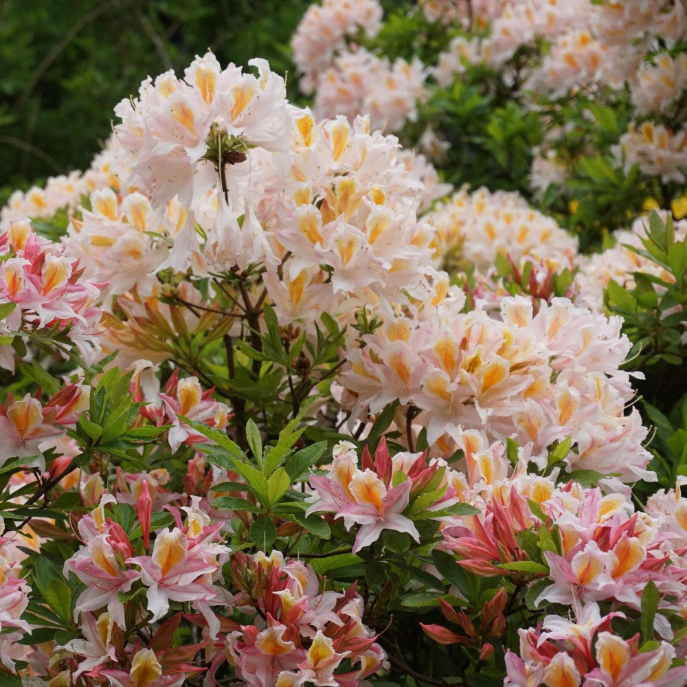 High Tide Aromi Azalea