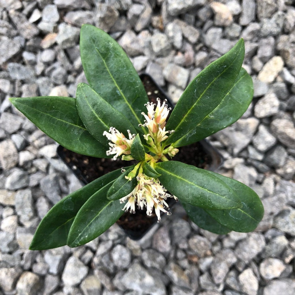 Himalayan Sweetbox Sarcococca Hookeriana